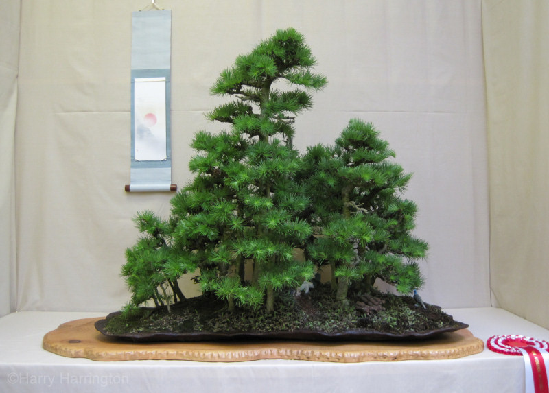 larch group bonsai